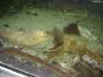 Moray Eel