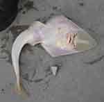 sand shark