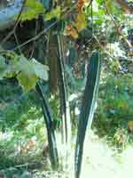 PIC00046