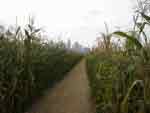 Not a Cornfield