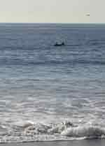 orca ManhattanBeach