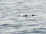 orcas ManhattanBeach