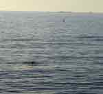 orcas ships ManhattanBeach