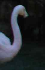 flamingo