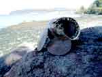 salem 0827-198