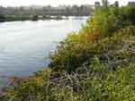 salem 0901-099