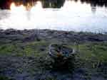 salem 0831-033