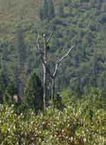 gv0819-017