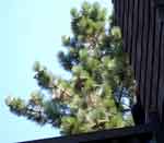 tahoe0820-110