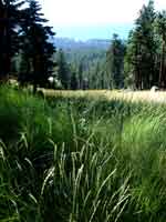 tahoe0821-068