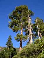 tahoe0821-087