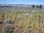 klamathfalls0823-100