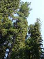 salem 0823-051