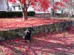 baltimoreNov16-036