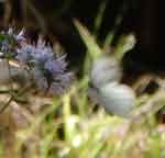 13jul07-056