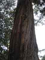 baldy cedar