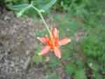 baldy columbine