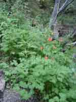 baldy columbines