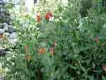 baldy columbines 2