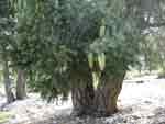 big cone spruce