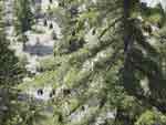 big cone spruce 2
