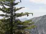mt baldy sugar pine