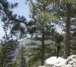 sugar pine