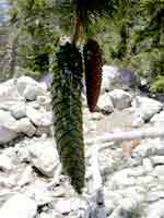 sugar pine cone