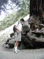 tree hugger