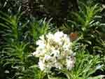 yerba santa blossom