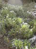 yerba santa blossom 2