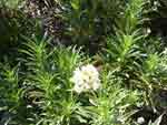 yerba santa in bloom