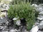 Icehouse Canyon h4