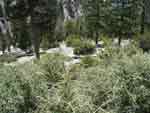 Icehouse Canyon h7