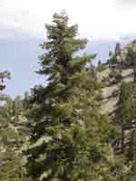 Icehouse Canyon v3