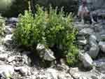 Icehouse Canyon spring4