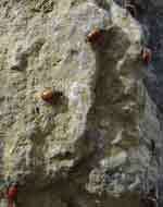baldy ladybugs