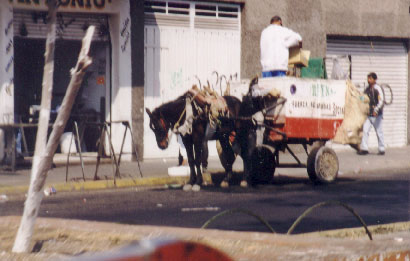 Horse-drawn garbage collection in Neza